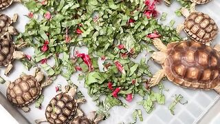 Best Tortoises for Sale in Ireland | Healthy, Friendly & Ready for Loving Homes