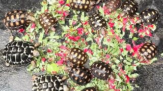 Leopard Tortoise for Sale in Dublin | Healthy Tortoises Available | 50% OFF Shipping