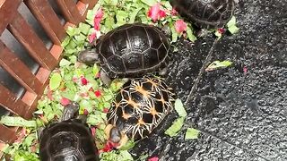 Buy a Pet Tortoise in Cork | Beautiful Healthy Tortoises Ready Now