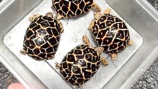 Healthy Baby Tortoises for Sale in Galway | Reserve Yours Today