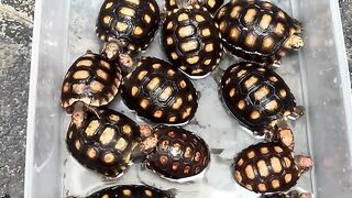 Affordable Tortoises for Sale in Limerick | Limited Time Shipping Discount