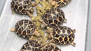 Premium Pet Tortoises for Sale in Waterford | Healthy and Ready for New Homes