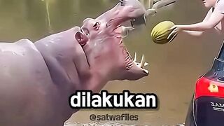 3 Kesalahan Fatal yang Jangan Pernah Dilakukan Saat Bertemu Hewan Ini