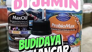 Dijamin lancar budidaya disaat musim bediding