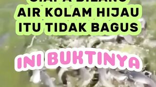 Siapa bilang air kolam hijau itu tidak bagus❗️Ini buktinya