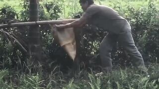 VIETNAM, Seorang pawang lebah sedang