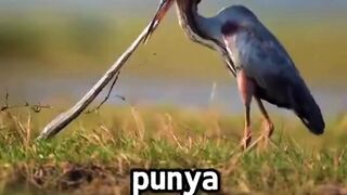 Ternyata Hewan Bisa Melakukan Hal Sekonyol Ini!
