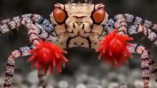 Kepiting boxer (Lybia tessellata) atau yang lebih dikenal sebagai kepiting pom-pom