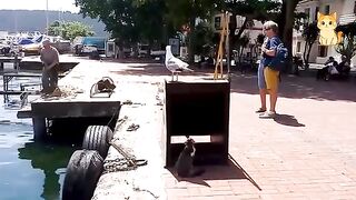 Funny Cats vs Animals 😹 | Best Chaos Moments of 2026