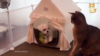 Ultimate Funny Cat Compilation 😹 | Non-Stop Laughs 😂