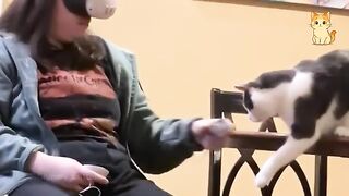 Cats Causing Chaos 😹 | Funniest Moments of 2026 😂