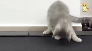 Best Cat Moments 🐈 | TRY NOT TO LAUGH – FUNNY Cat FAILS Compilation 😹😂