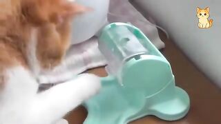 You Laugh You Lose 😹 Funniest Cats and Dogs 2026