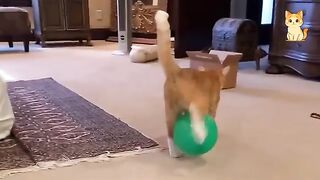 FUNNIEST CAT FAILS CAUGHT ON CAMERA