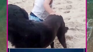 anjing setia 3
