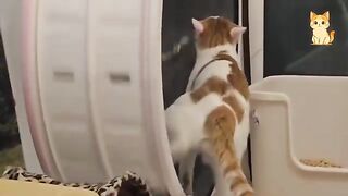 These Naughty Cats Have No Shame 😂 Try Not Laugh | Cat Funny Moments