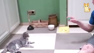 Cats Causing Chaos 😂 | Funniest Cat Compilation 2026