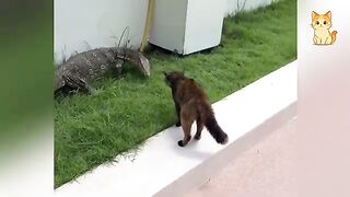 Cats Causing Chaos 😂 | Funny Cat & Wild Animal Moments of 2026