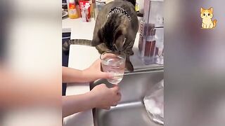 Funniest Cat Fails Ever 😂 | Hilarious Cat Videos 2026