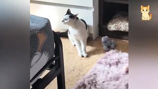 Get Ready to Cry LAUGHING with these CATS 🤣 Funny Cat Videos