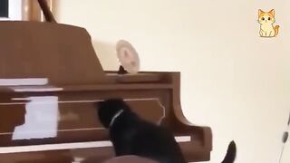 Funniest Cat Video Ever 😂 You Won’t Stop Laughing | Funny Animals