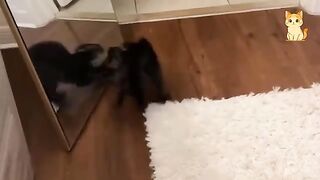FUNNIEST CAT FAILS CAUGHT ON CAMERA Try Not To Laugh | Best Cat Videos