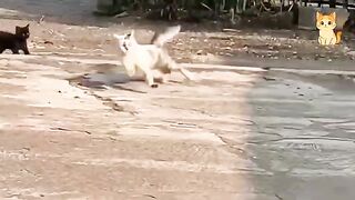 Epic Cat vs Cat Moments 😹 | Funny Cat Videos 2026