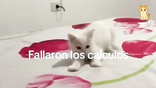 HILARIOUS CAT MOMENTS CAUGHT ON CAMERA 🤣🐱 | Your Daily Dose of Laughter😹 | Best Cat Moments