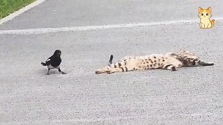 When a Cat Meets Other Animals 😹 | Chaos Moments 2026 😂