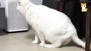 Funny Cat Caught Making a Scene 🤪😹 Funniest Cats Video 2026