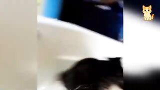 Funny Cats Being Cats 😹 | Funniest Moments 2026