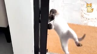 Funny Cat Fails Compilation 😹 | Hilarious Chaos Moments 😂