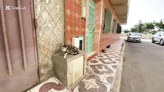 All the stray cats in this neighborhood gathered around the food box.
