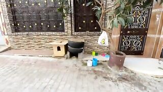 We offered love and food to the sweet mother cat and her friendly companion.