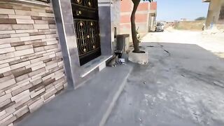 We completed the treatment for the kittens and the mother cat, and provided them with food.