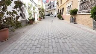 A very friendly Siamese cat, unlike the shy "Bagheera," who does not want to come near us.