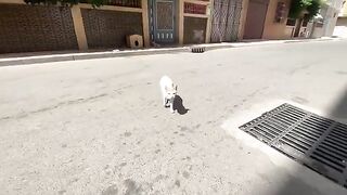 The mother cat and her cute kittens needed delicious food.