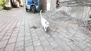 Food will serve as a token of trust with every stray cat.