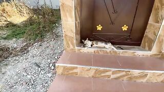 We will treat many stray cats for mange.