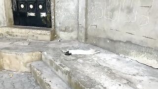I spent an enjoyable time with the stray cats and provided them with everything they needed.