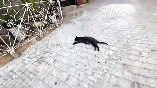 We fed all the cats in this neighborhood and gave them love and attention.