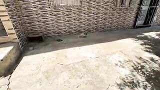 The mother cat needs treatment and delicious food to satisfy her hunger and nurse her kittens.