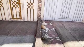 Stray cats gather around the delicious food and eat with great appetite.