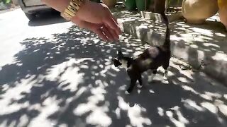 The mother cat is very friendly, whereas her kitten is very shy and only comes out at mealtime.