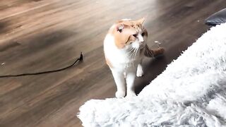 Cat exchange