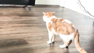 Adam meows 2