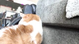 All the lovins 2