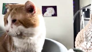 Adam gets attention 2