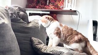 I’m not touching him ahh cat