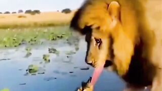🦁 Lion's Sweetest Friendship with a Tiny Turtle! 🐢❤️ #shorts